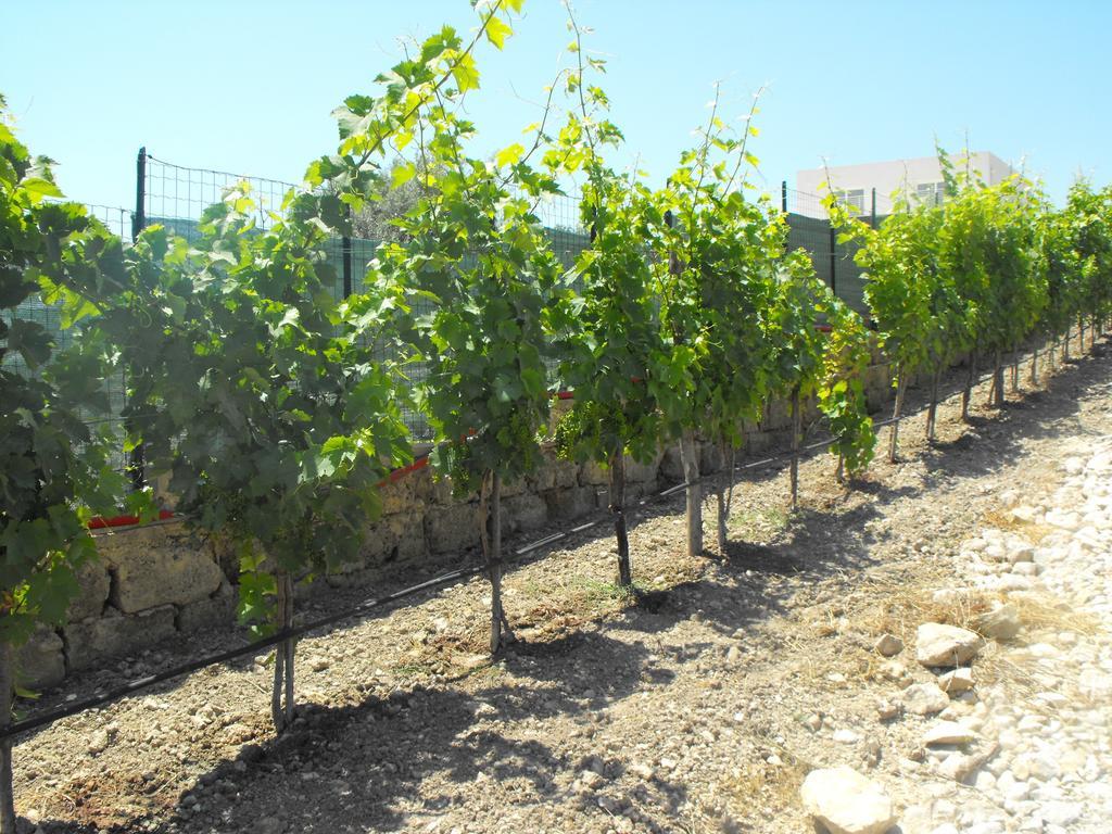 Agriturismoeloropizzuta Lido di Noto المظهر الخارجي الصورة